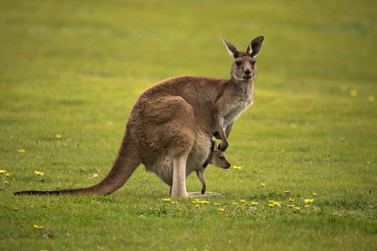 Lure Bed And Breakfast Normanville Exterior foto